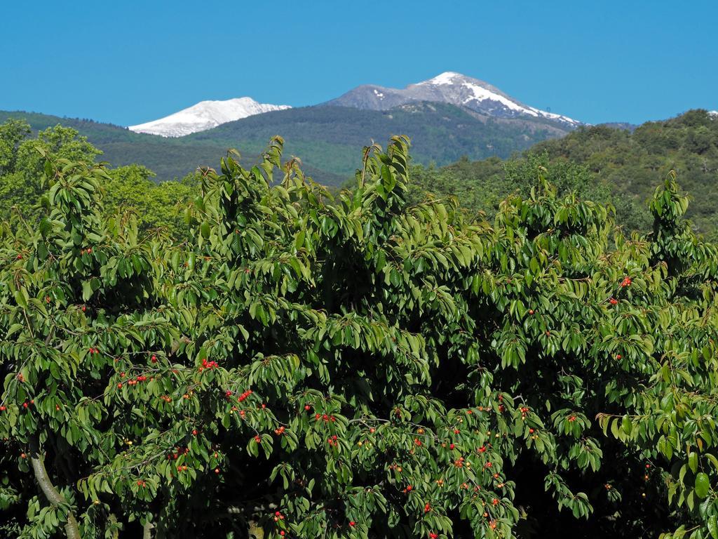 Hotel Le Mas Trilles Céret Dış mekan fotoğraf